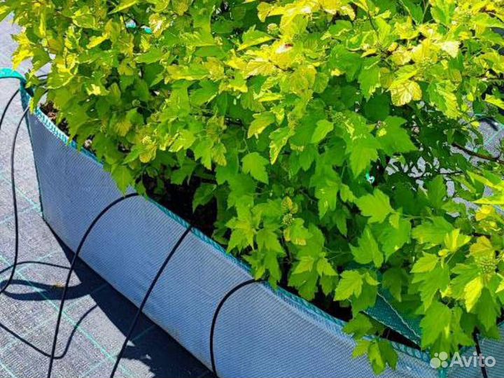 Пузыреплодник калинолистный Лютеус (б.ж.и.) (70-80