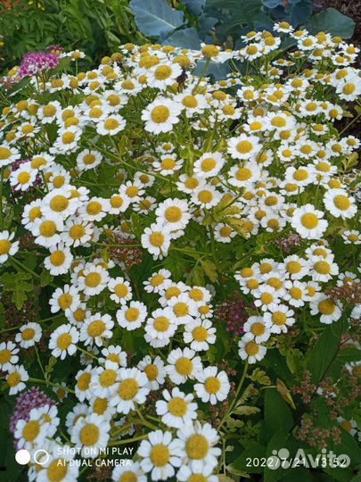 Ирисы, ромашки, колокольчики