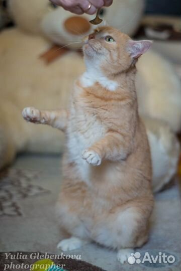 Котик Пирожок - ищет дом