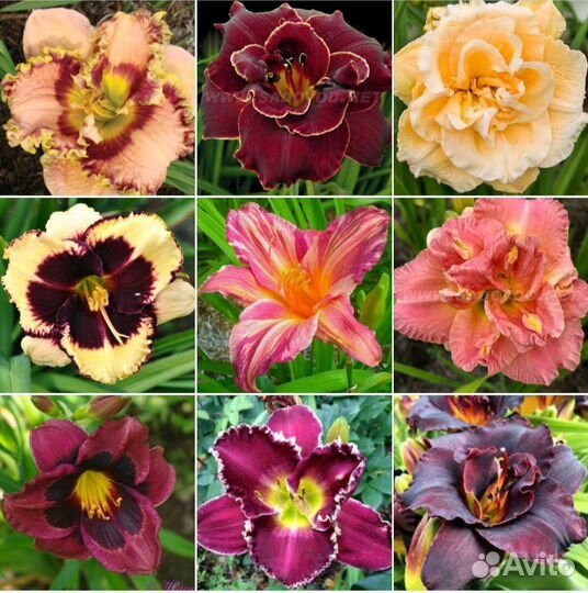 Красивые Лилейники