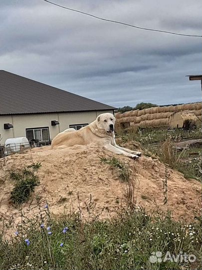 Вязка алабай