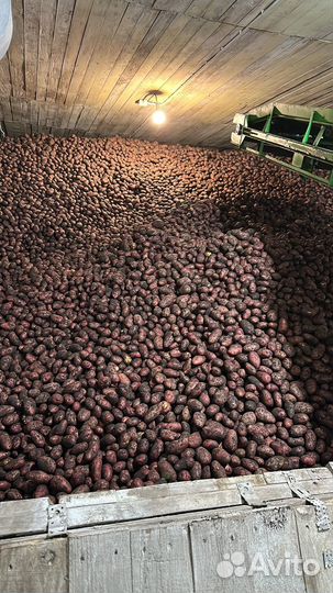 Продам картофель Королева Анна