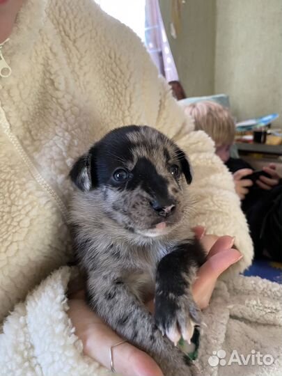 Щенки в добрые руки даром