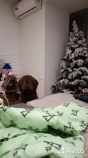 Передержка животных