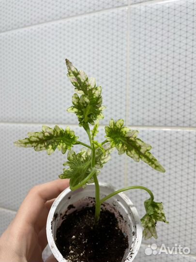 Филодендрон