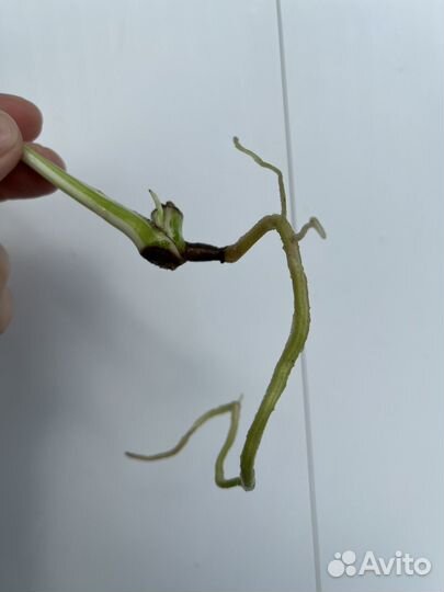 Монстера альба