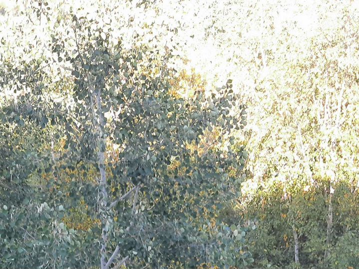 Участок 6 сот. (СНТ, ДНП)