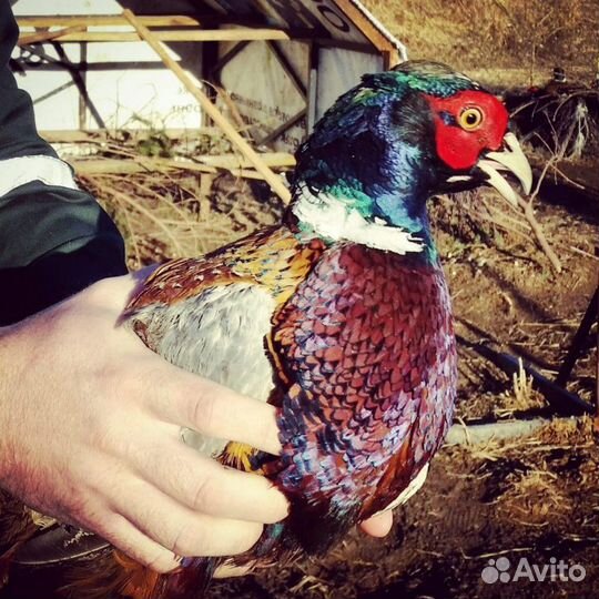 Фазан охотничий