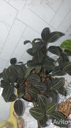 Филодендрон, лудизия