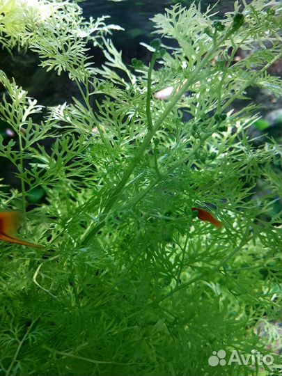 Растения для аквариума
