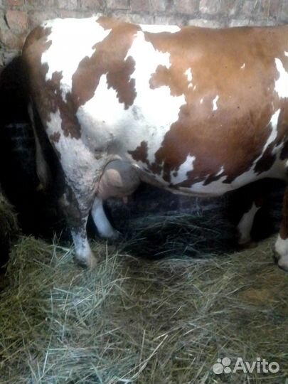 Корова дойная айрширка