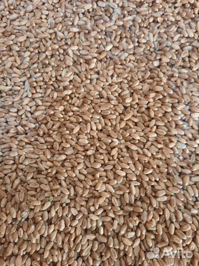 Товары для домашних животных