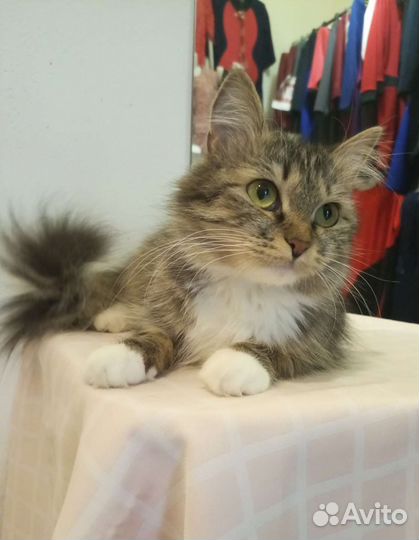 Кошка Мишель 1 год