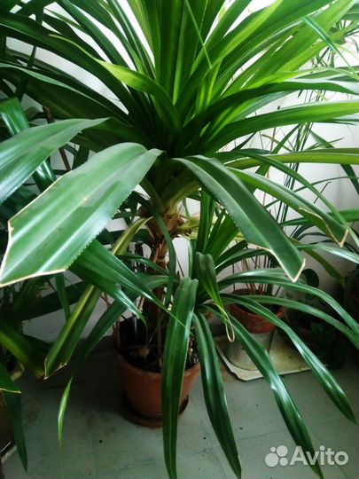 Пальма Панданус