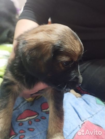 Отдаем щенят в добрые руки