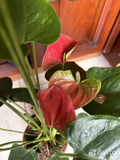 Антуриум ярко розовый пышные кусты