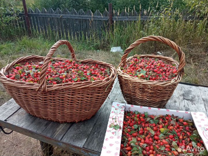 Шиповник сушеный