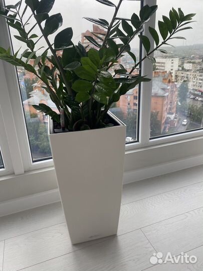 Кашпо lechuzA с замиоколькусом