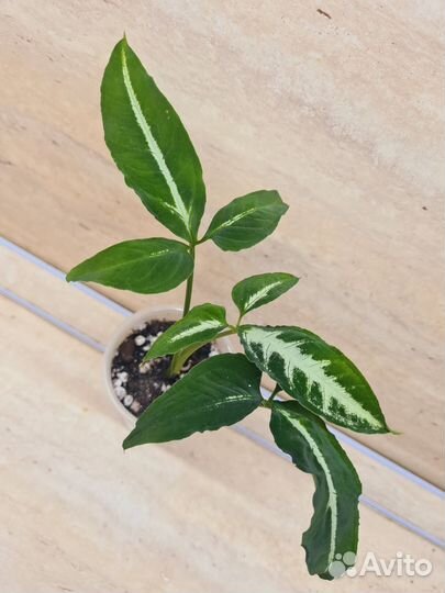 Сингониумы