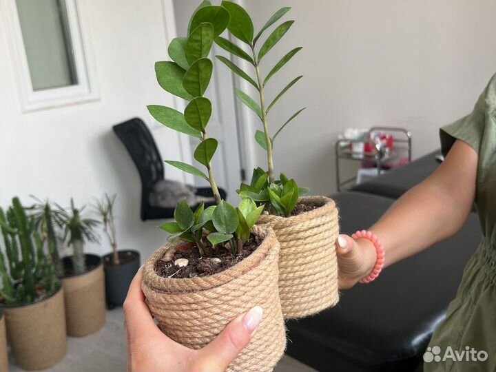 Замиокулькас с горшком