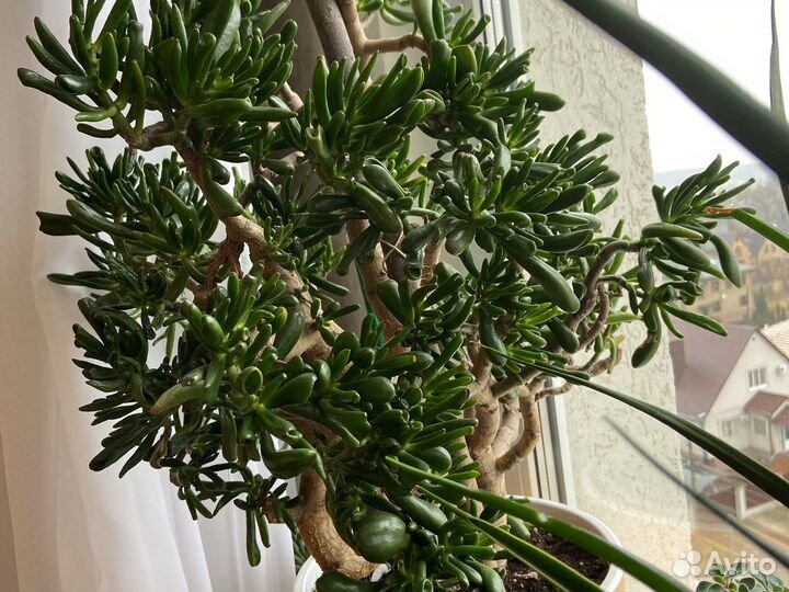 Крассула хоббит