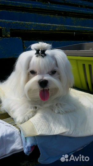 Женихи мини мальтезе