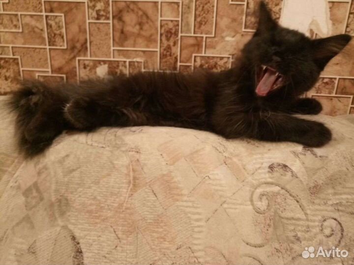 Котята подростки в надёжные руки