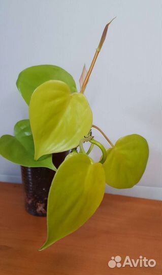 Комнатные растения сортовые