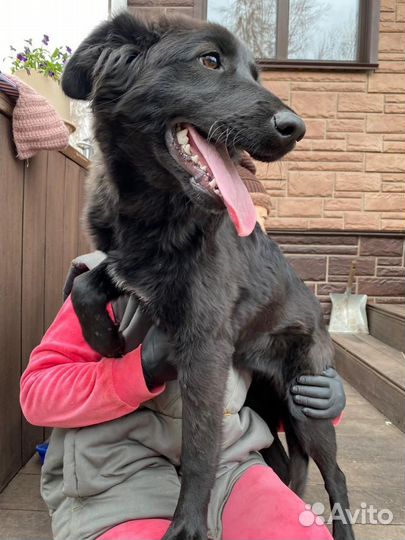 Собака Девочка Бэтти