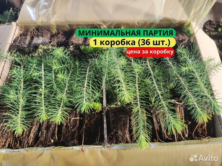 Саженцы ели зкс