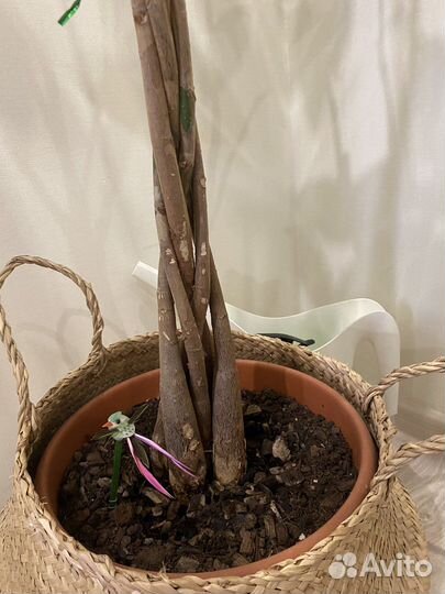 Большое комнатное дерево Пахира