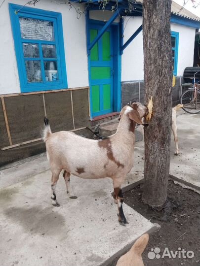 Англо нубийские козы