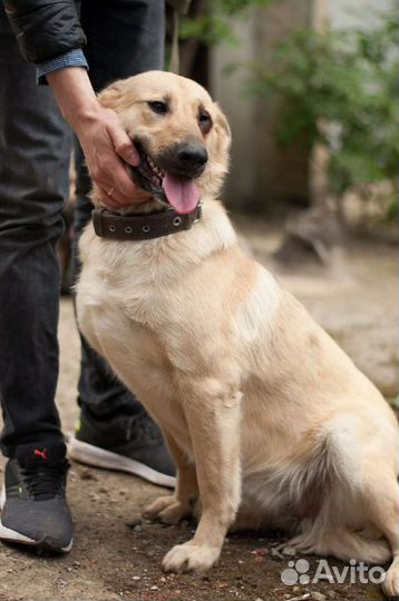 Собаки бесплатно в добрые руки