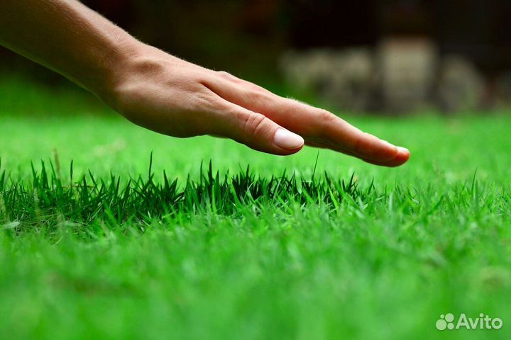 Рулонный газон