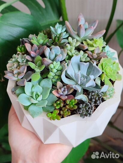 Флорариум Суккуленты