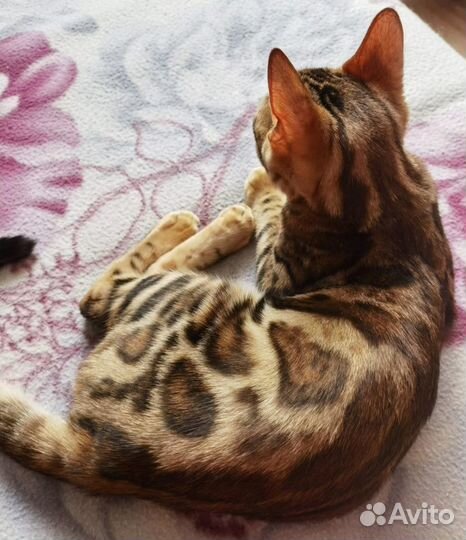 Бенгальская