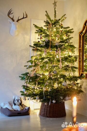 Сосна живая из Дании 2 метра