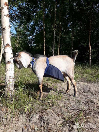 Англо нубийский козел