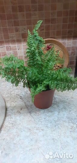 Папоротник нефролепис Кордитас