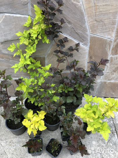 Пузыреплодники разные