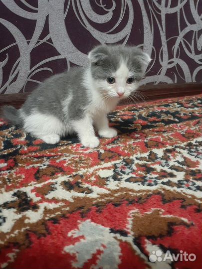 Котята, мама шотландская вислоухая