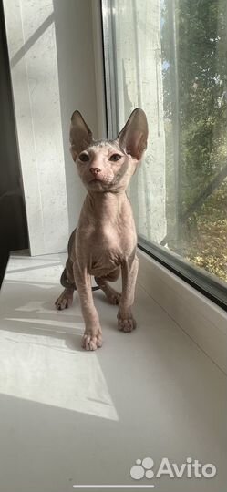 Донской сфинкс