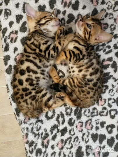 Бенгальская