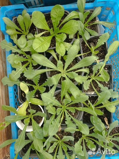 Рассада летников