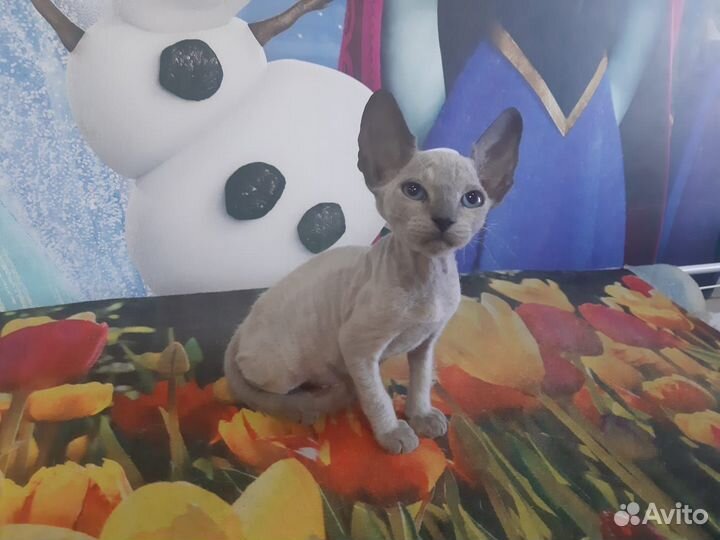 Котёнок Канадский Сфинкс