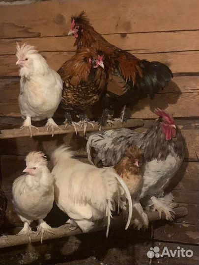 Куры павловские золото серебро