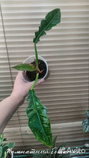 Филодендрон Ринг оф Фаер и Карамель Марбл