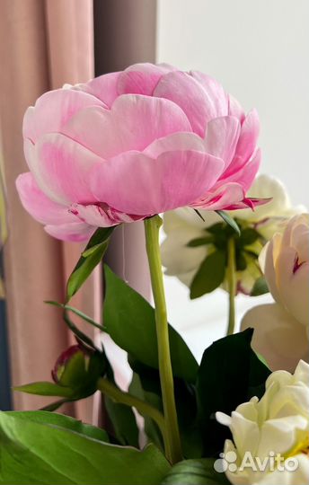Пионы букет пионов доставка искусственные цветы