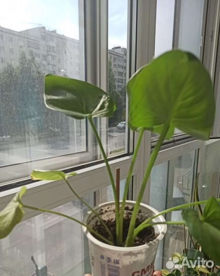 Каллы белые