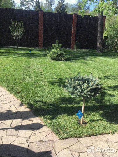 Рулонный газон, укладка, продажа